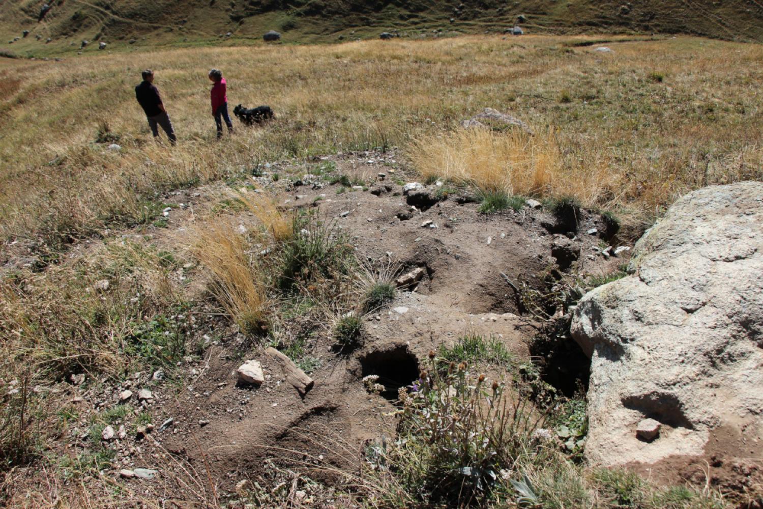 Dégâts de marmottes en alpages