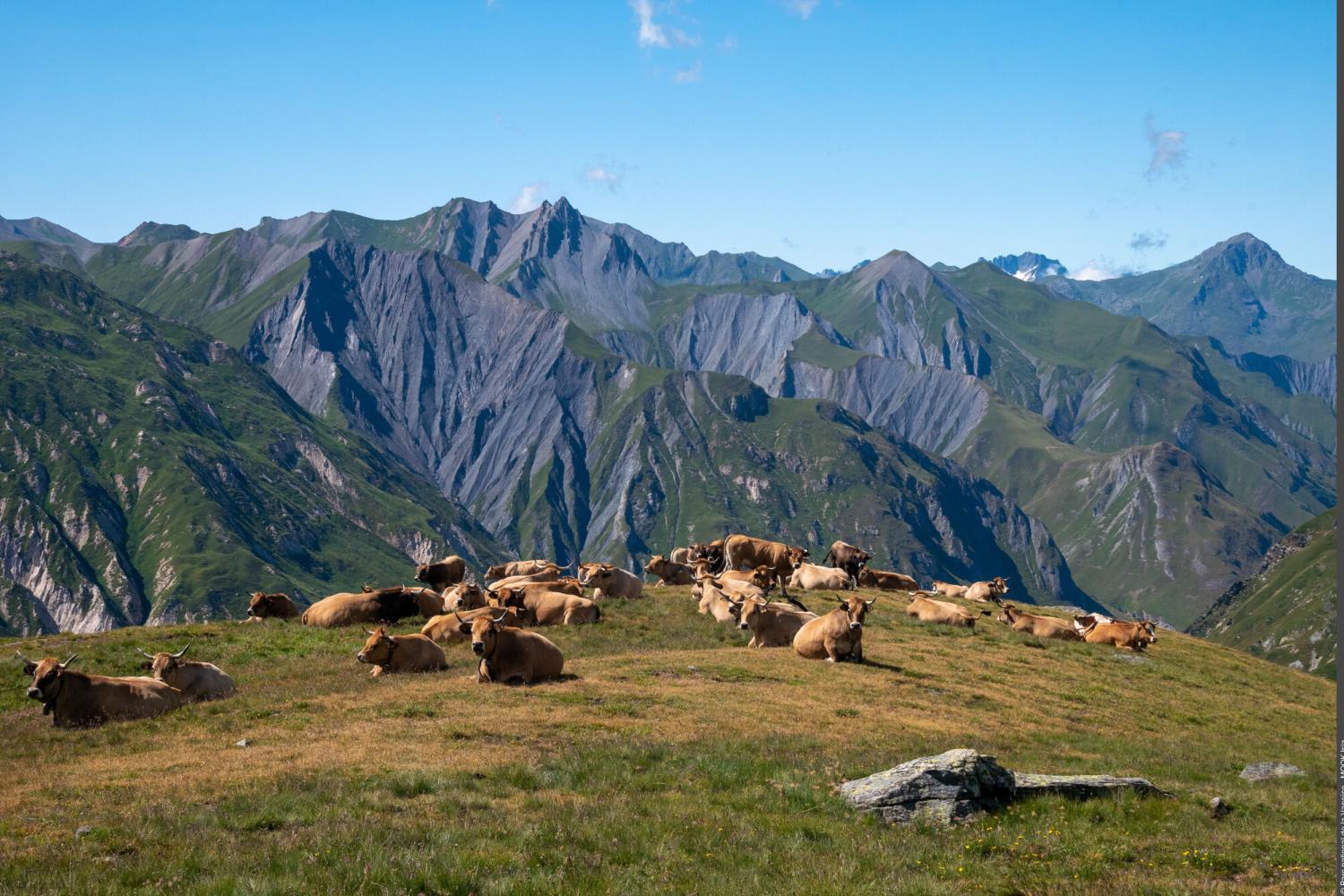 Troupeau de vaches au repos dans la Vallée des Encombres