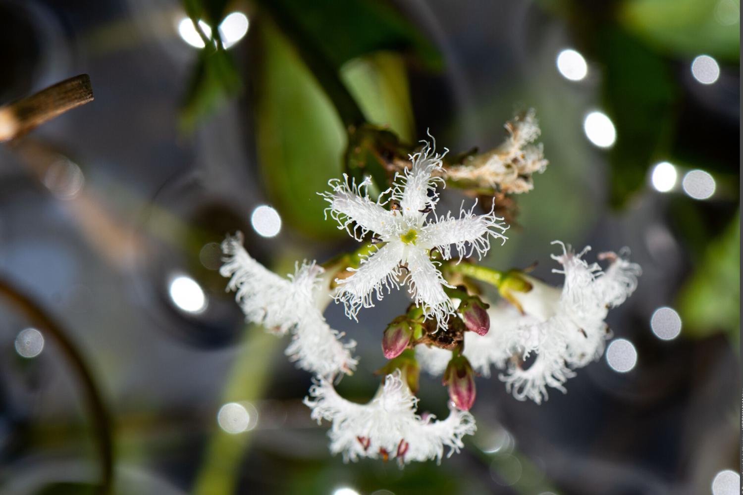 Fleurs de trèfle d'eau