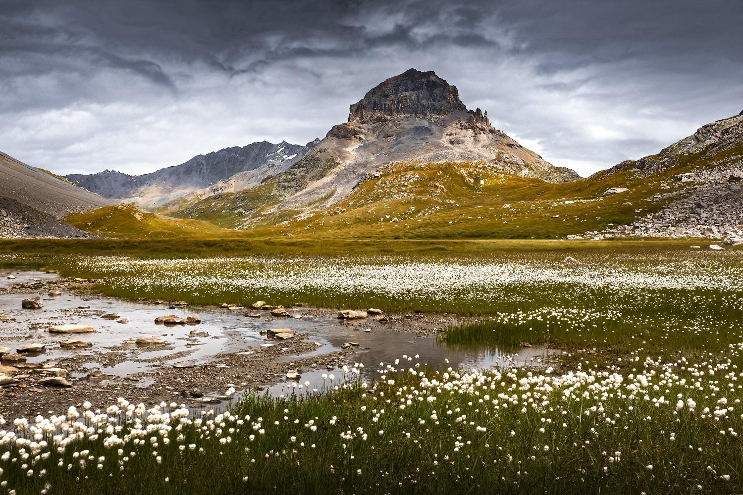 « Un lac de linaigrettes » - Catherine Aupetit 