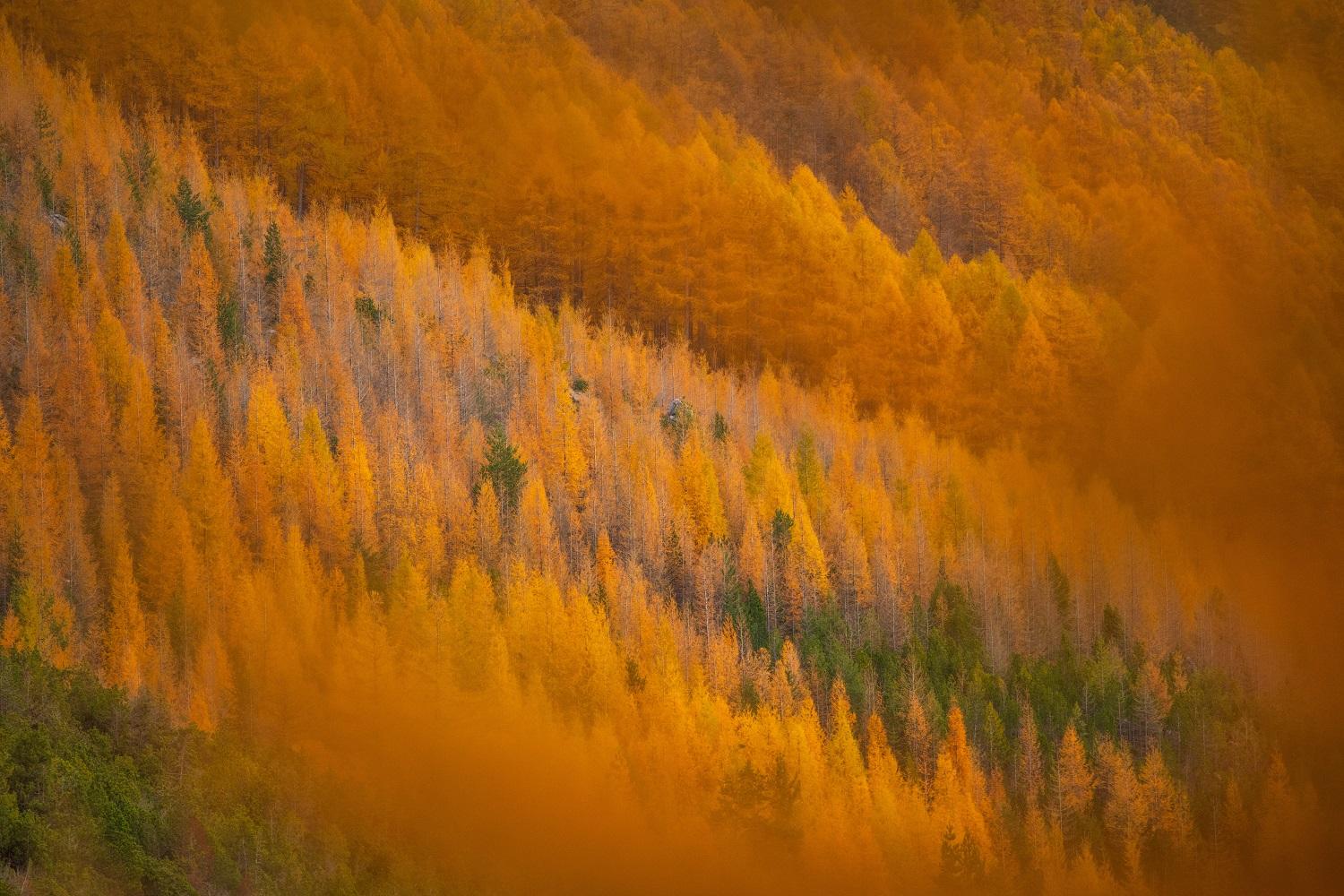 « Foliage nella Magnifica Terra » - Stefano Malaguti