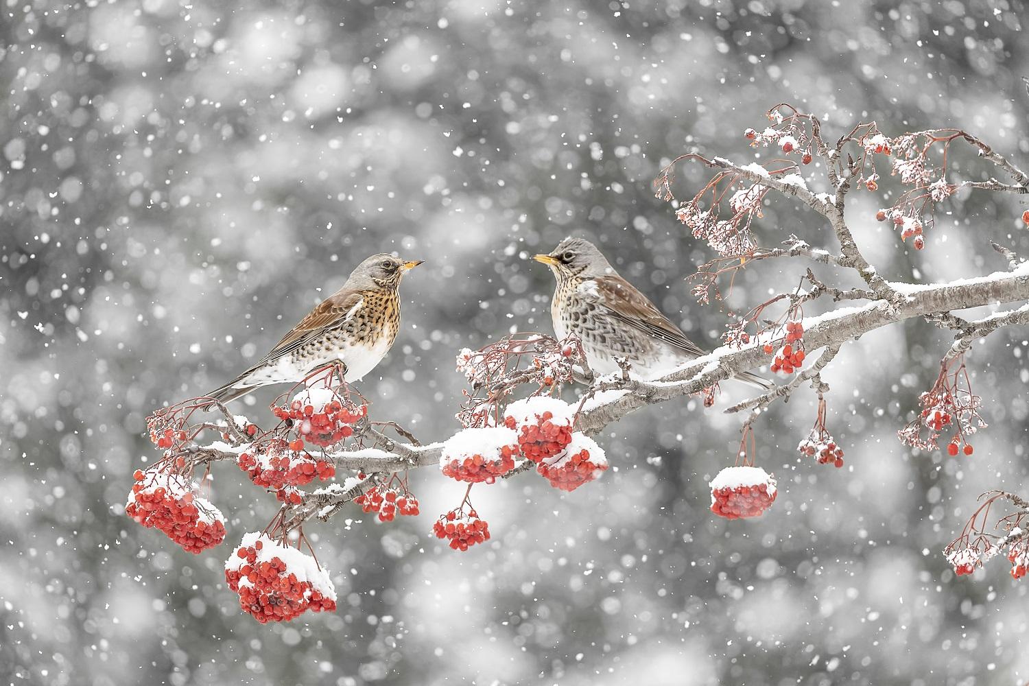 "Bacche, cesene e mille fiocchi di neve" - Massimiliano Manuel Paolino