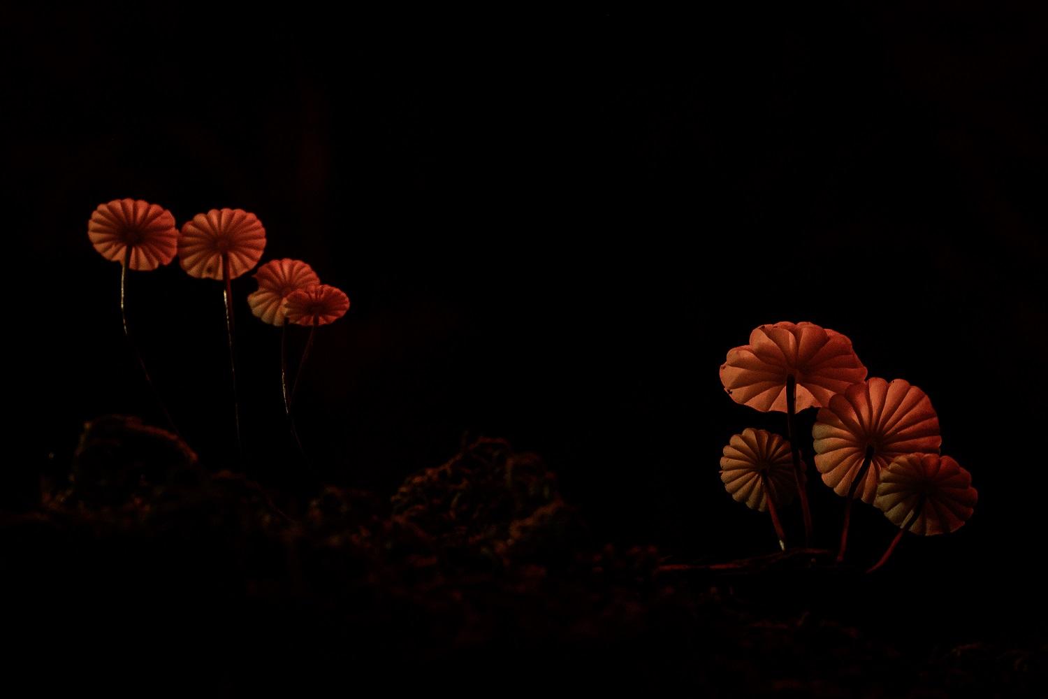 "Red lanterns" - Fabio Sartori 