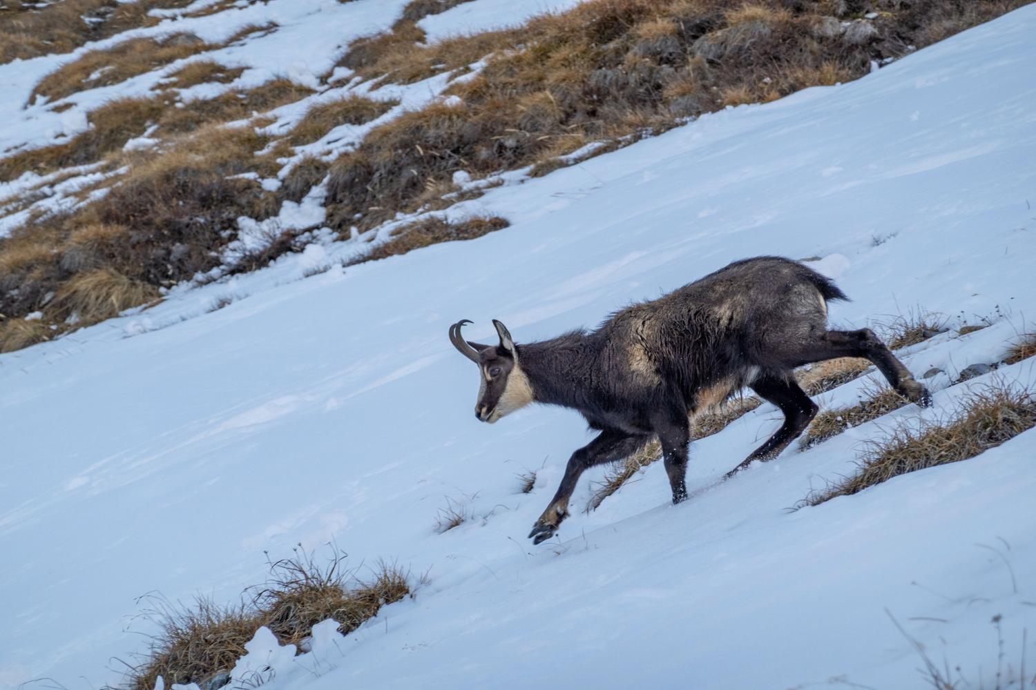 Chamois