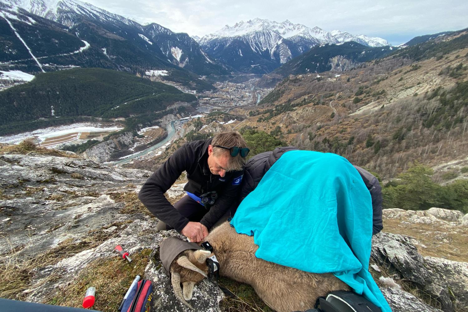 étude de la périnatalité chez le bouquetin des Alpes