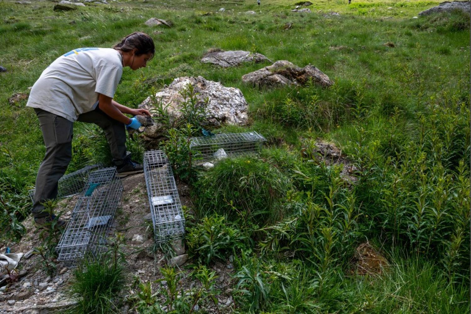 cage piège marmotte