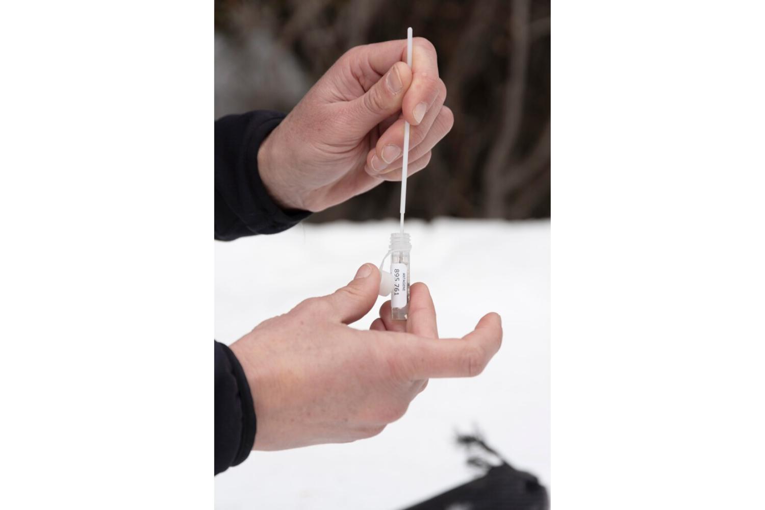 Prélèvement d'un échantillon de fèces de loup