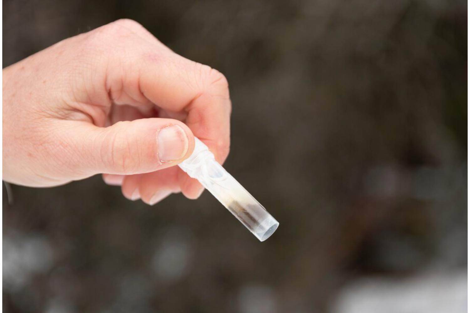 Prélèvement d'un échantillon de fèces de loup