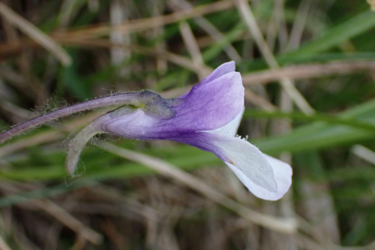 Corolle de la grassette d'Arvet-Touvet - Pinguicula arvetii