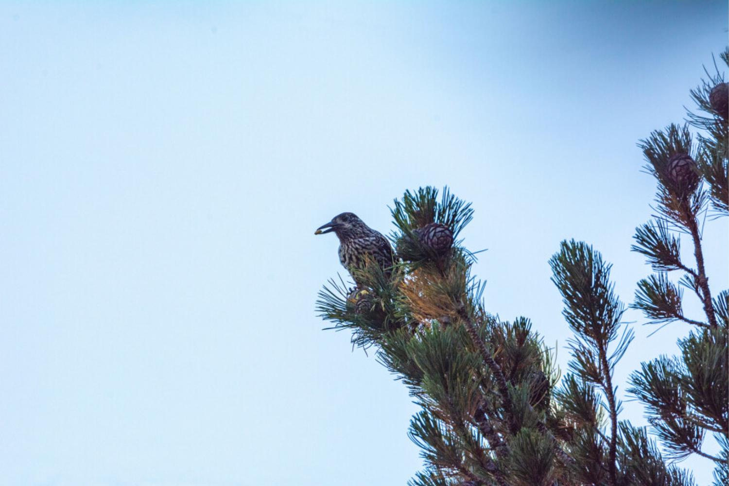 Casse-noix moucheté sur un pin cembro