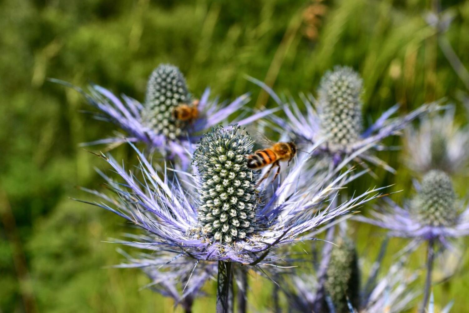 Insecte pol&eacute;nisateur vollant autour d'un chardon bleu en fleur