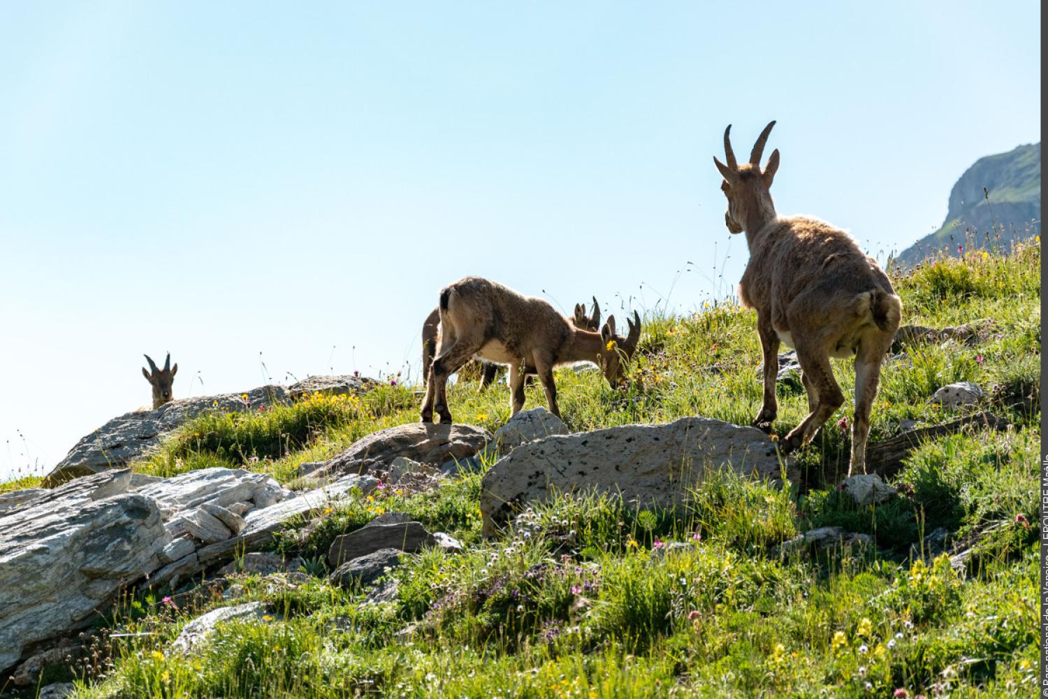 3pnv026904-pn-vanoise-lepoutre_maelle-1200px.jpg