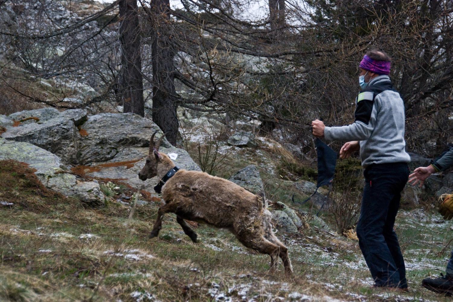 clementine_assmann_-_parc_national_du_mercantour.jpg