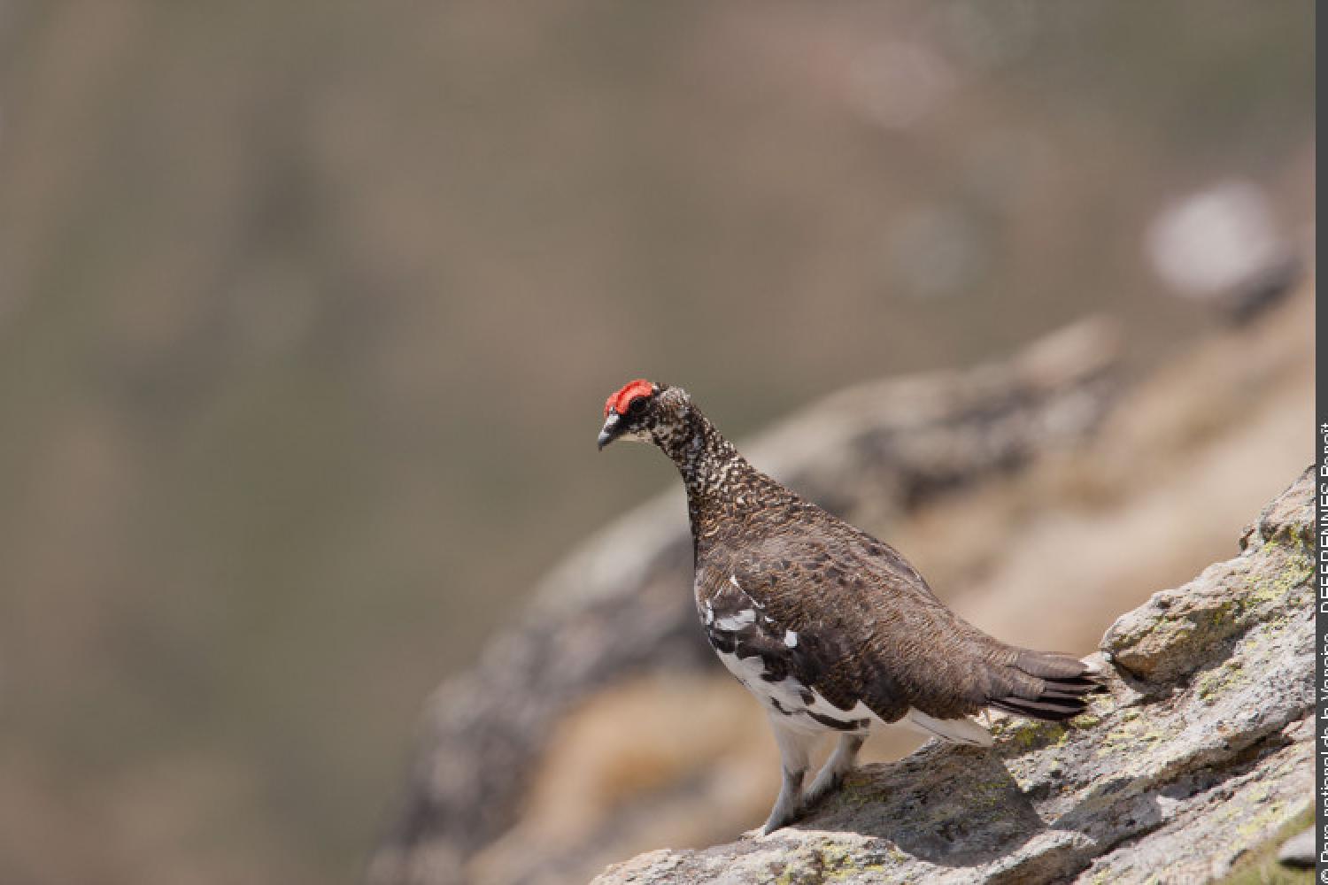 Lagopède alpin mâle : plumage estival