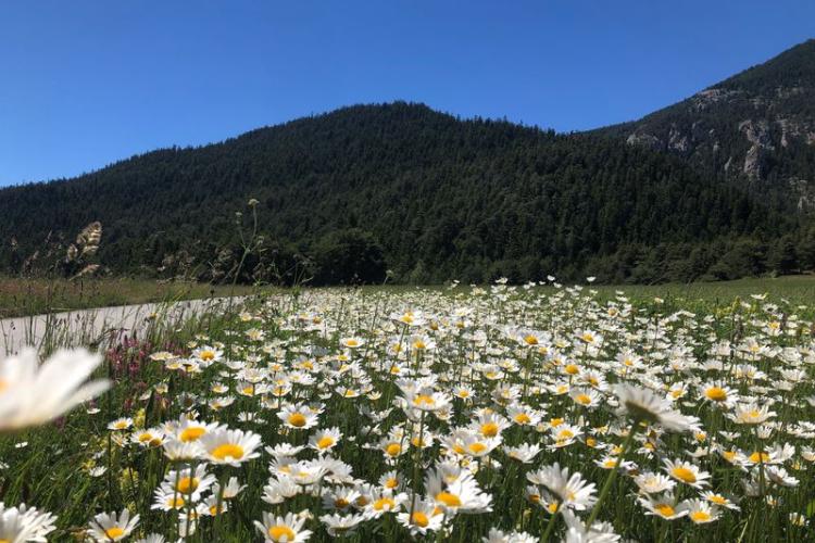 La Haute Maurienne Vanoise en fleurs - Champ de marguerites en Haute Maurienne Vanoise
