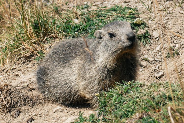 Marmotte - Marmotte