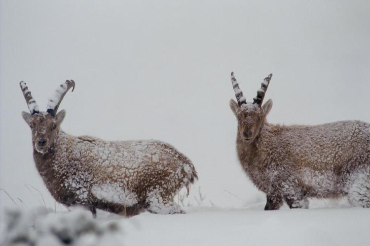 Point rencontre - La faune en hiver - Le Villaron_Bessans