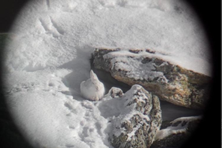 Point rencontre - La faune en hiver - Le Villaron_Bessans
