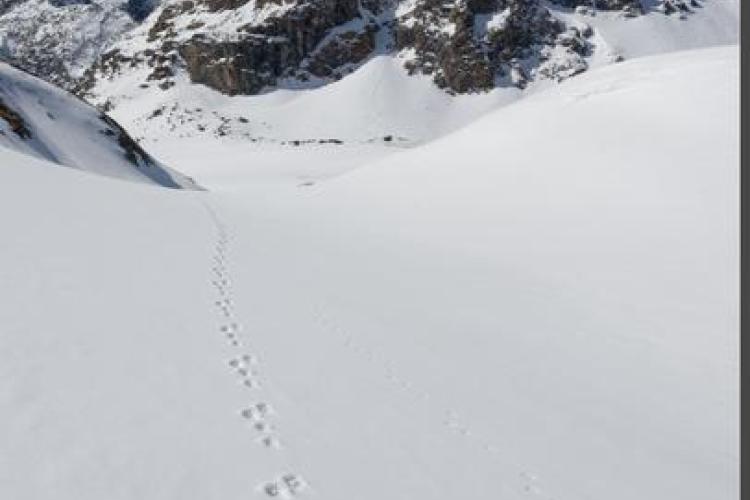 Image - Traces de Lièvre variable dans la neige
