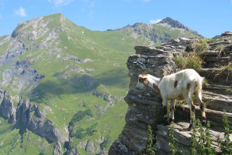 Chèvre dans la vallée des Glaciers - Chèvre dans la vallée des Glaciers