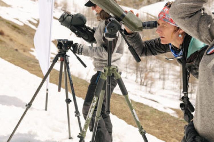 Observation des chamois et bouquetins - Observation des chamois et bouquetins