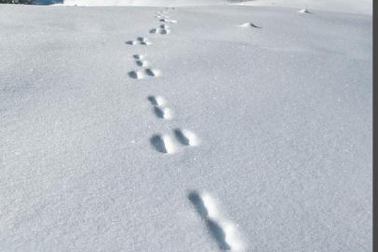 Point rencontre - Découverte de la faune en hiver -  Sardières_Val-Cenis