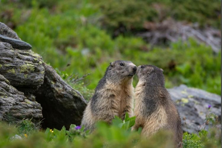 Marmottes - Marmottes