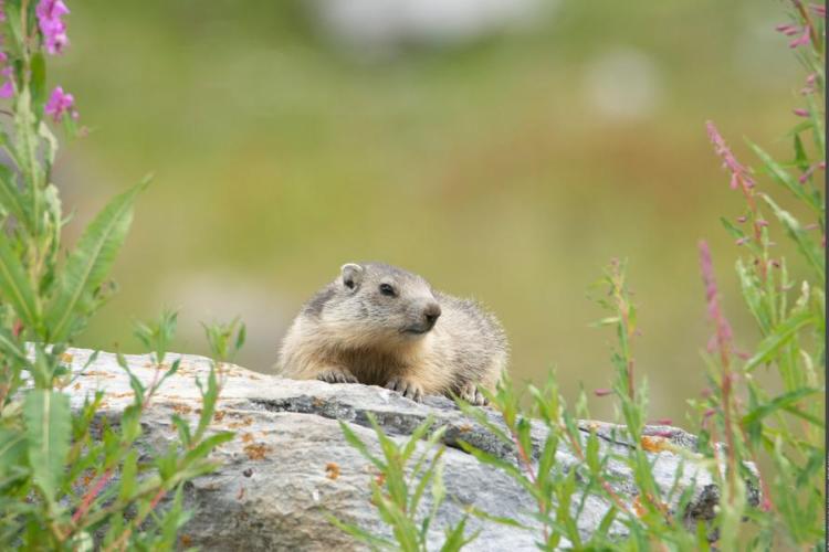 Marmotte - Marmotte