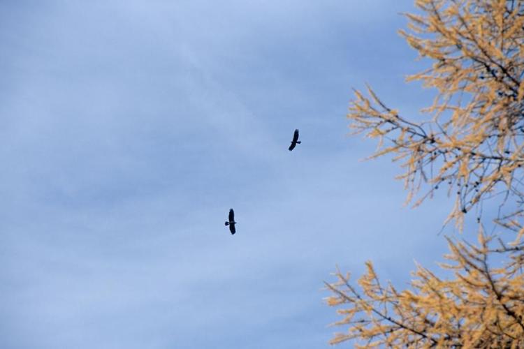 Aigles royaux - Aigles royaux