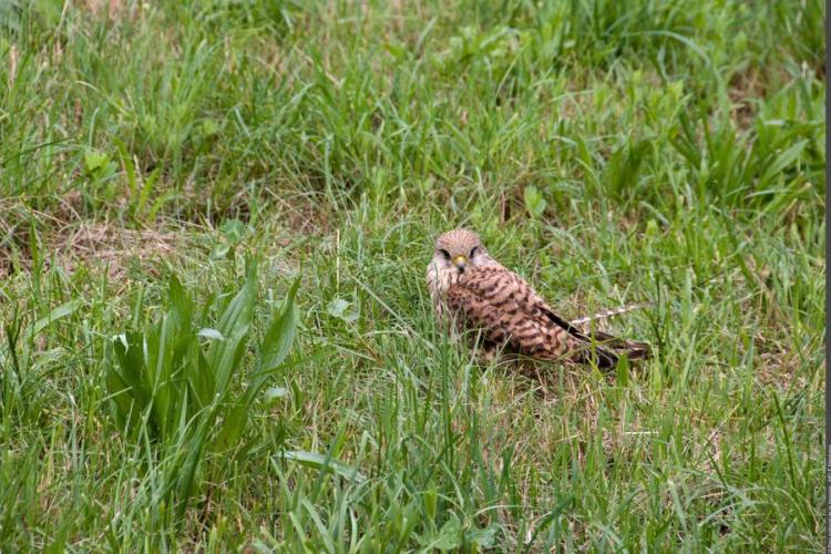 Faucon crécerelle - Faucon crécerelle