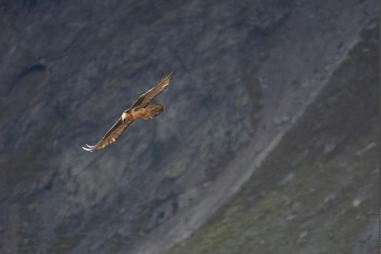 Gypaète barbu - Gypaète barbu