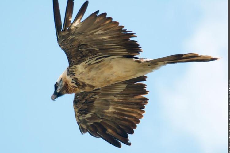 Découverte des rapaces de Vanoise à Aussois - Gypaète barbu en vol