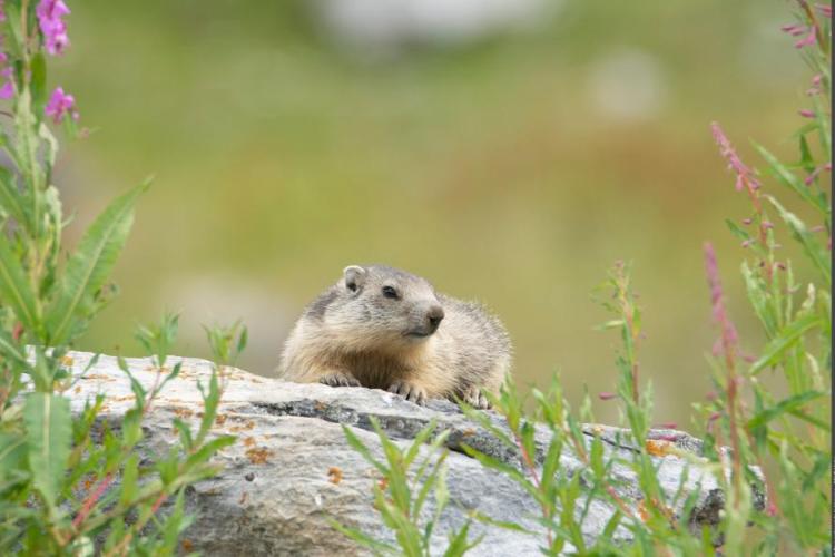 Marmotte - Marmotte