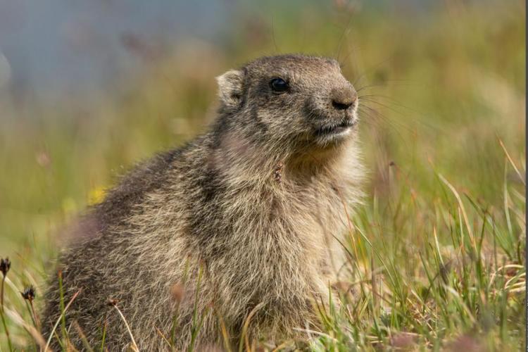 Animation "La Tribu des Marmottes"_Peisey-Nancroix