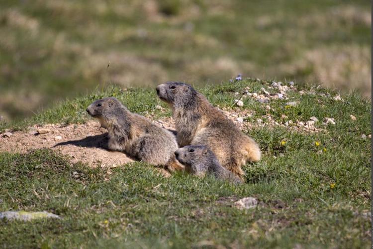 Animation "La Tribu des Marmottes"_Peisey-Nancroix