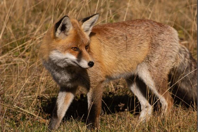 À table ! - Renard