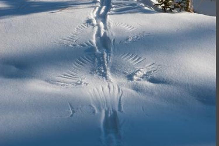 Exposition Traces et indices de vie de la faune sauvage_Aussois - Traces de t&eacute;tras-lyre