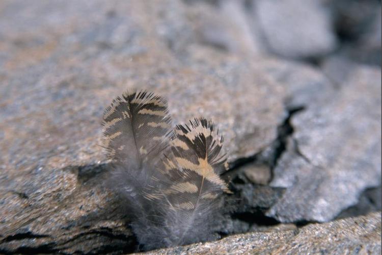 Exposition Traces et indices de vie de la faune sauvage_Aussois - Plumes de lagop&egrave;de alpin
