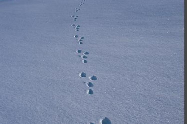 Exposition Traces et indices de vie de la faune sauvage_Aussois - Traces de li&egrave;vre variable