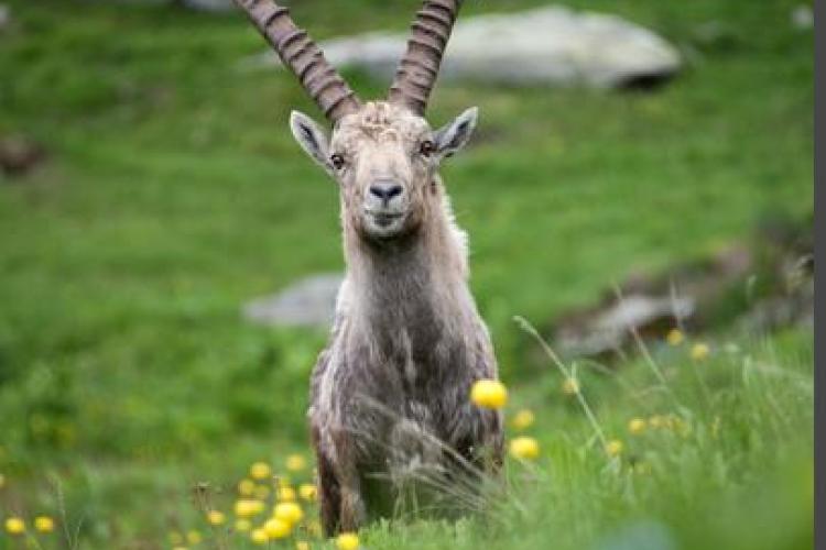 Sur les traces des animaux de montagne !_Bonneval-sur-Arc - PN VANOISE