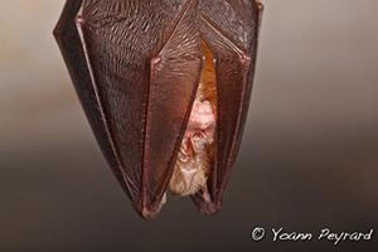 La nuit des chauve-souris : projection puis observation_Bourg-Saint-Maurice