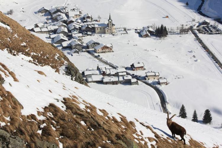 Bouquetin - Bouquetin