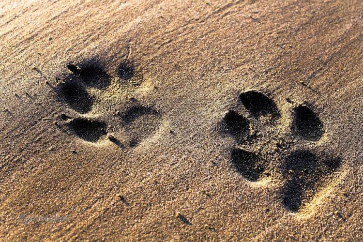 Apprentis pisteur sur la trace des animaux_Bonneval sur Arc - Empreintes de pas d'animaux