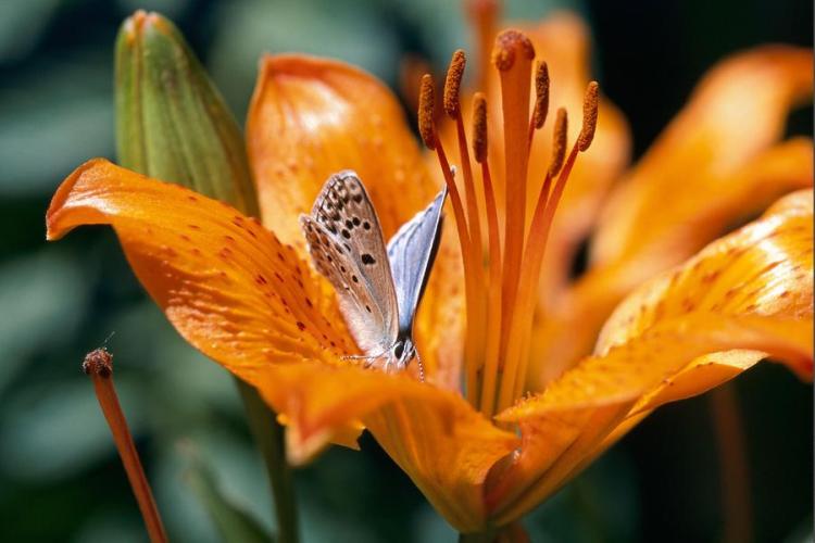 Exposition De fleur en fleur_Modane