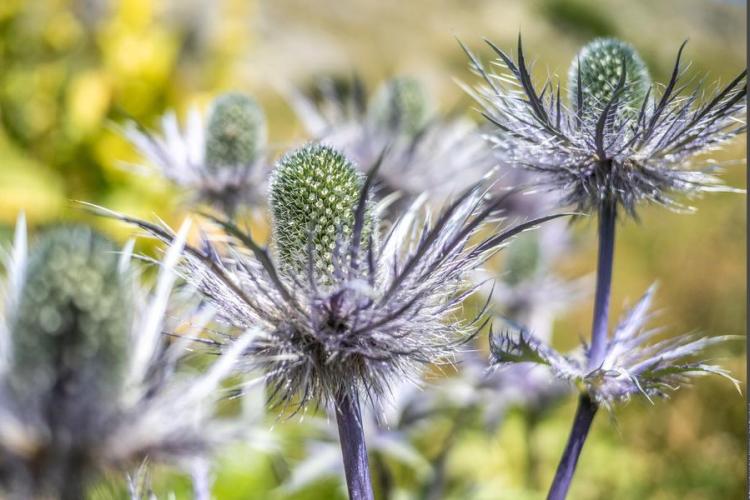 Exposition De fleur en fleur_Modane