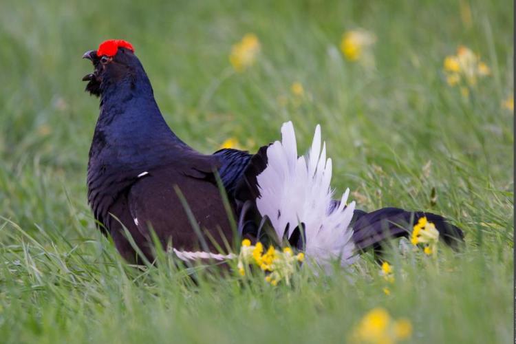 Exposition "La Forêt de l'Orgère"_Villarodin-Bourget