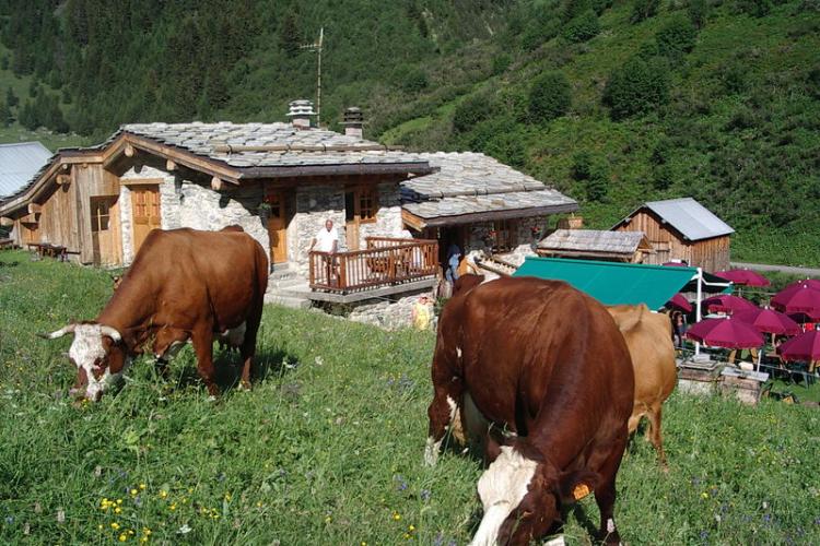 Le Repoju - Les vaches à côté du refuge