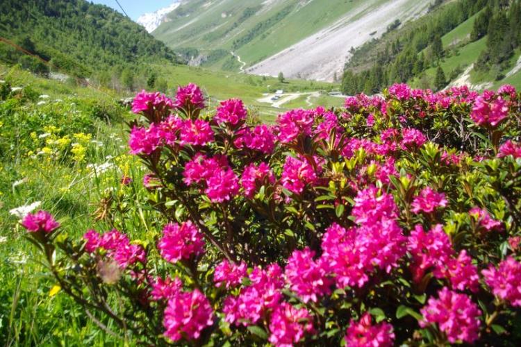 Le Repoju - Fleurs - Rodhodendrons aux Prioux