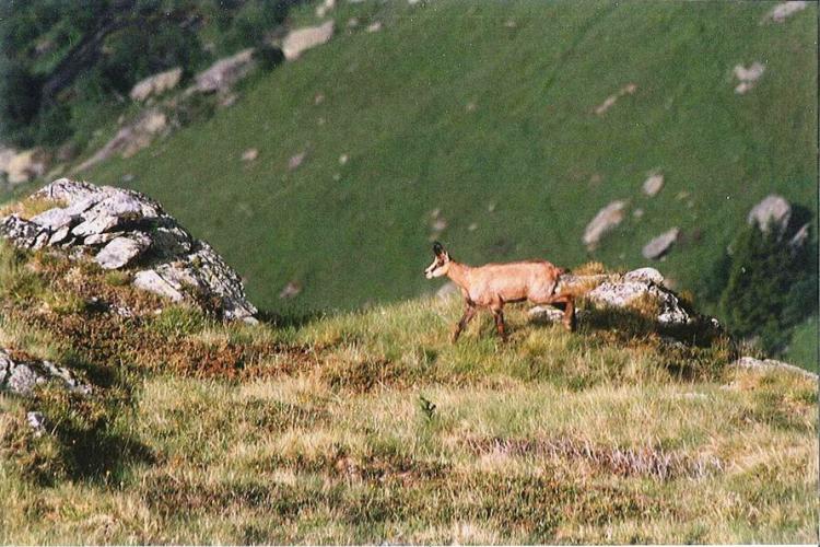 haute-maurienne-vanoise-refuge-lac-blanc-chamois - Refuge privé du Lac Blanc, en coeur de Parc national de la Vanoise